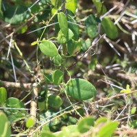 Pentatropis capensis (L.f.) Bullock